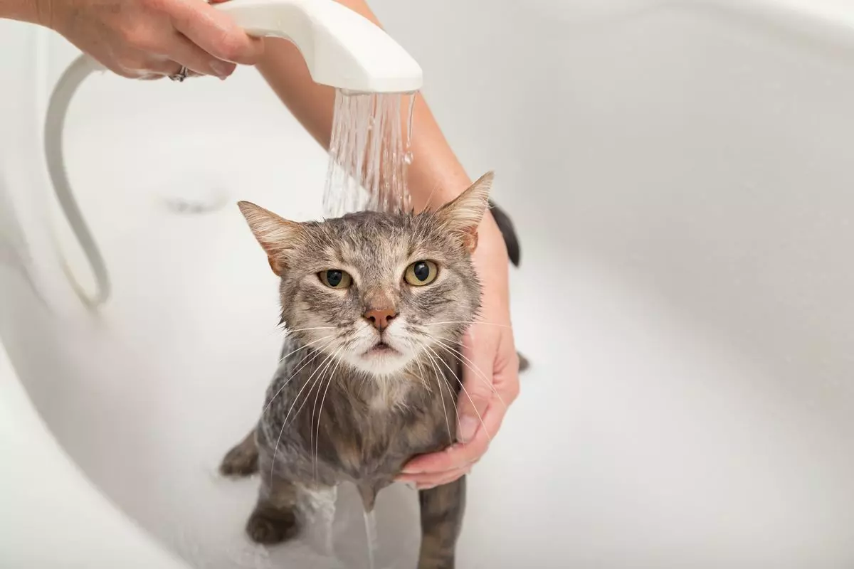 Chat avec de l'eau chaude sanitaire